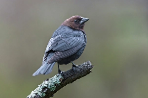 Kentucky Prints: Brown-headed cowbird