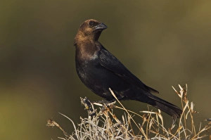 Grassland Prints: Brown-headed Cowbird, Molothrus ater, male, Uvalde County, Hill Country, Texas, USA