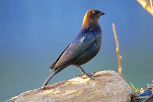 Images Dated 11th May 2015: The brown-headed cowbird (Molothrus ater) is a small brood parasitic icterid of temperate