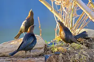 Icterid Prints: The brown-headed cowbird (Molothrus ater) is a small brood parasitic icterid of temperate