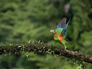 Images Dated 23rd August 2022: Brown-hooded parrot, Costa Rica, Central America