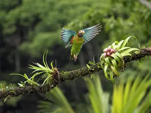 Images Dated 23rd August 2022: Brown-hooded parrot, Costa Rica, Central America