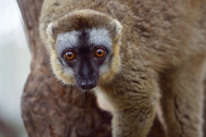 Madagascar Prints: Brown lemur (Eulemur fulvus) in the forest, Perinet Reserve, Toamasina, Madagascar