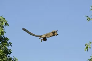 Brown Lemur, (Eulemur fulvus), Leaping, Berenty Reserve, MADAGASCAR