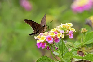 Hidalgo County Prints: Brown longtail nectaring at lantana blooms