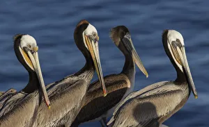 Images Dated 11th September 2021: Brown pelican