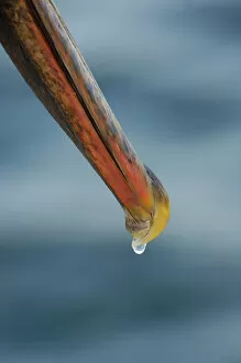 Brown Pelican beak (Pelecanus occidentalis urinator) Hyper saline solution dripping