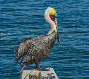 Neck Prints: Brown pelican, Cabo San Lucas, Baja Mexico