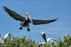 Brown Pelican coming in for a landing, Florida