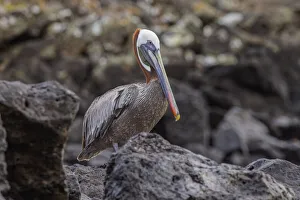 Marine Bird Prints: Brown pelican, Espanola Island, Galapagos, Ecuador