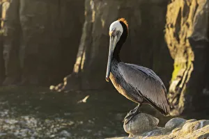 Images Dated 6th September 2021: Brown pelican at first light
