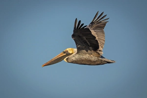 Images Dated 2025: A brown pelican flies across the sky