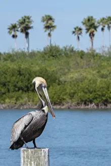 Brown Pelican, Florida