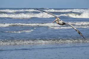 Surf Prints: Brown Pelican flying, New Smyrna Beach, Florida, USA