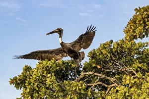 Images Dated 29th December 2020: Brown pelican flying at Ten Thousand Islands National Wildlife Refuge in Everglades