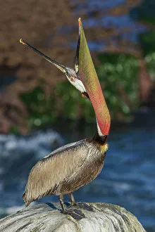 Communication Prints: Brown pelican, head throw communication, Southern California Coast, USA
