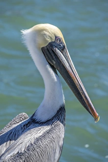 Brown Pelican, Intracoastal waterway, Florida, USA