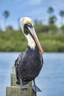 Brown pelican, New Smyrna Beach, Florida, USA