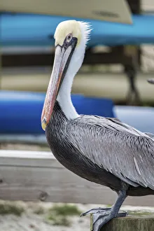 Kayak Prints: Brown pelican, New Smyrna Beach, Florida, USA