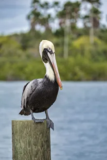 Brown pelican, New Smyrna Beach, Florida, USA