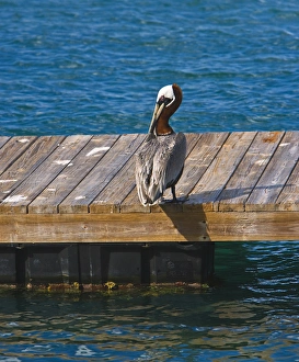 Images Dated 16th January 2008: The Brown Pelican ( Pelecanus Occidentalis )