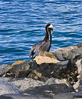 The Brown Pelican ( Pelecanus Occidentalis )