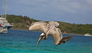 Images Dated 19th January 2008: The Brown Pelican ( Pelecanus Occidentalis )