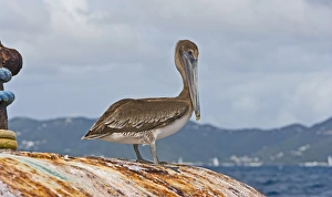 Images Dated 20th January 2008: The Brown Pelican ( Pelecanus Occidentalis )