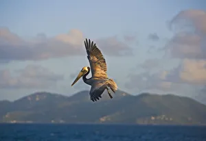 Images Dated 20th January 2008: The Brown Pelican ( Pelecanus Occidentalis )