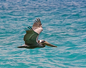 The Brown Pelican ( Pelecanus Occidentalis )