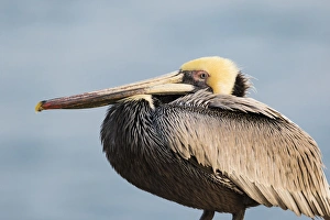 California Prints: Brown Pelican (Pelecanus occidentalis), La Jolla cliffs, La Jolla, CA