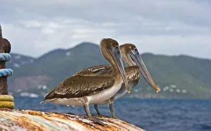 Images Dated 20th January 2008: The Brown Pelican ( Pelecanus Occidentalis )