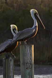 Brown Pelican (Pelecanus occidentalis) adults sunning on pilings in Aransas Bay, Texas
