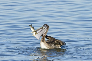 Images Dated 27th January 2012: Brown Pelican (Pelecanus occidentalis) juvenile eating mullet in Laguna Madre, Texas