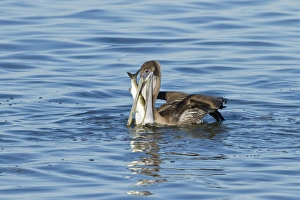 Images Dated 27th January 2012: Brown Pelican (Pelecanus occidentalis) juvenile eating mullet in Laguna Madre, Texas