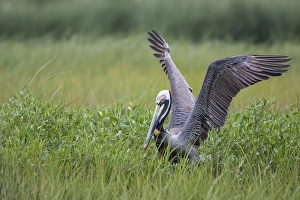 Nesting Prints: Brown Pelican (Pelecanus occidentalis) nesting