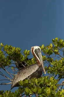 Images Dated 21st October 2009: Brown Pelican (Pelecanus occidentalis) Puenta Gruesa Mahahual Peninsula
