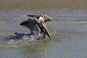 Images Dated 8th April 2017: Brown Pelican (Pelecanus occidentalis) swimming