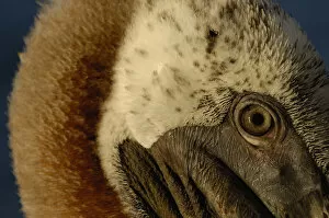 Images Dated 25th July 2007: Brown Pelican (Pelecanus occidentalis urinator) Galapagos Islands
