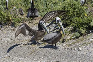 Images Dated 8th April 2017: Brown Pelican (Pelecanus occidentalis) young and adult in nesting colony