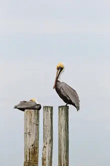 Brown Pelican (Pelican occidentalis) resting on piling