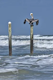 Crashing Prints: Brown Pelican perched on piling