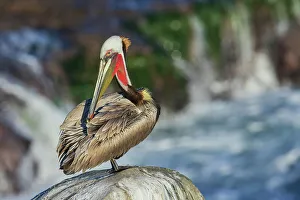 Safety Prints: Brown pelican, preening session