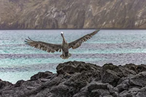 South America Prints: Brown pelican, San Cristobal Island, Galapagos Islands, Ecuador