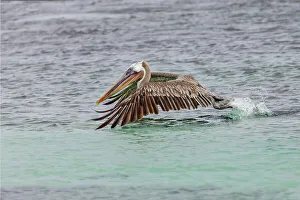 San Cristobal Island Prints: Brown pelican taking off from water, San Cristobal Island, Galapagos Islands, Ecuador