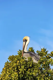 Ten Thousand Islands National W Prints: Brown pelican in Ten Thousand Islands National Wildlife Refuge in Everglades National