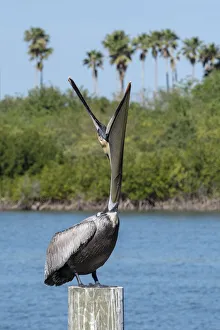 Yawning Prints: Brown Pelican yawning, Florida