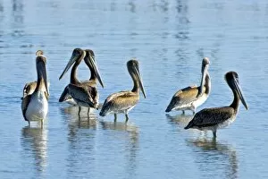 Images Dated 29th May 2006: Brown pelicans, Pelecanus occidentalis, Moss Landing, Monterey Bay, California