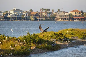 Images Dated 15th April 2016: Brown Pelicans (Pelecanus occidentalis) in flight