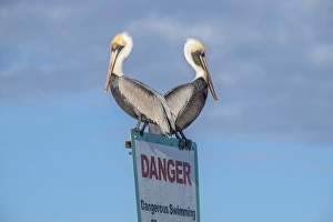 Danger Prints: Brown Pelicans perched on sign, New Smyrna Beach, Florida, USA
